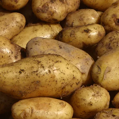 High Quality Fresh Chinese Potato Flakes Holland Variety Newest Crop for Wholesale Market