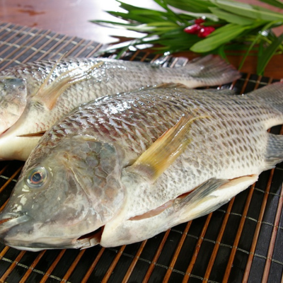 Frozen Tilapia Gutted and Scaled for Mexico