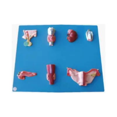 Human Anatomy Model Endocrine System Teaching Tool School Teaching Model Endocrine Organs 7 Parts Endocrine System