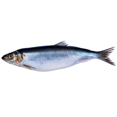 Dried Salted Herring fish