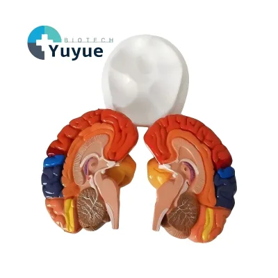 Color-Coded Human Brain Functional Area Anatomy Model with 2 Parts for Neuroscience Teaching