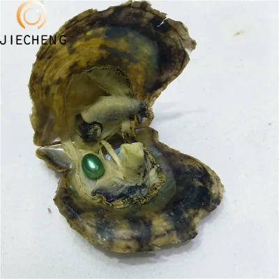 6-8mm Akoya Pearl oyster Wholesale One Green Pearl oyster Shell