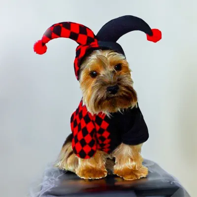 Halloween Pet Clown Transformation Clothes Cat and Dog Clothes Teddy Bear Clothes Autumn and Winter Little Witch Pie