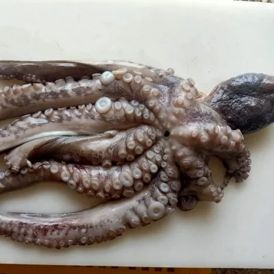 Giant Whole Big Cut Frozen Seafood Octopus Fish