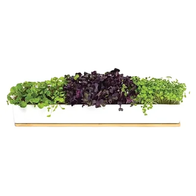 Home Garden Microgreen Plant Growth Hydroponic Planting Kit White Microgreen Tray Vegetable Grow Kit