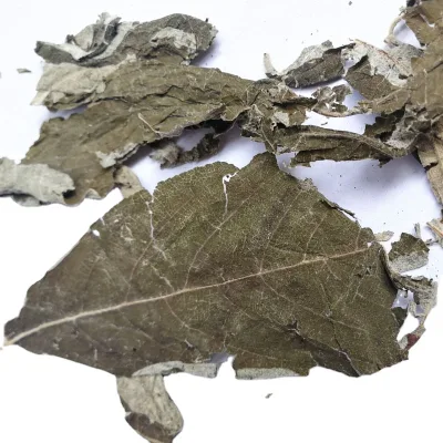 Gan Feng Chai Raw Dried Natural Leaf and Twig of Nakedflower Beautyberry Callicarpa Nudiflora Medicinal Herb for Sale