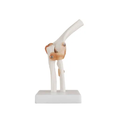 Medical Teaching Resource Advanced PVC Life-size Human Flexion Knee Skeleton Scientific Model Ligament Nurse