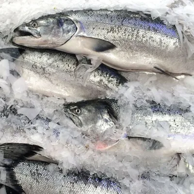 Wild Caught Pacific Salmon (Alaska)