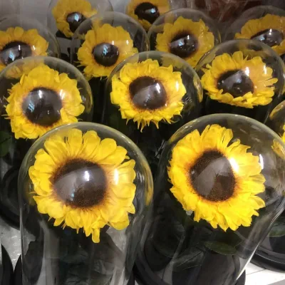 Hot Selling INS Popular Gift Preserved Flower Eternity Sunflower in Glass Dome