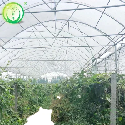 Large Greenhouse with Glass Cover Low Cost and Eco-Friendly