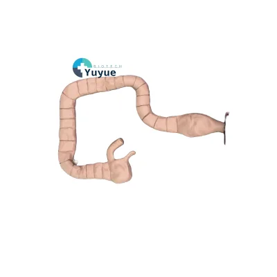 Factory Direct Sale Medical Science Training Model Natural Colon Manikin for Sigmoidoscopy & Colonoscopy Demonstration Teaching