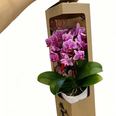 Custom Cardboard Flower Carrier Box with Handle for Potted Plant Gift Packaging