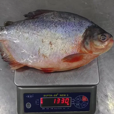 New Stock Whole Round for Market 800 G+ Frozen Red Pomfret