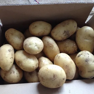 High Quality Fresh Potato White Potatoes Global Suppliers Top Grade Fresh Vegetable Potato Customized Packaging