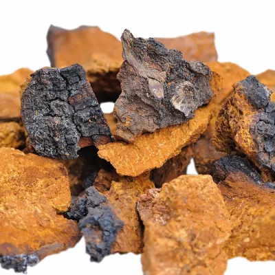 Nature High Quality Inonotus Obliquus Chaga Mushroom Fruiting Body Dried Chaga