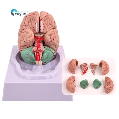 Comprehensive Brain Anatomy Model for Neurology Department Cerebral Artery Cerebrum Brainstem Structure for Medical Training