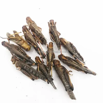 Cheap Price Guaranteed Quality Natural Organic Pet Food Healthy Grasshopper Dried Locust