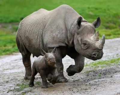 Realistic Models of Large Animals in Zoos for Sale