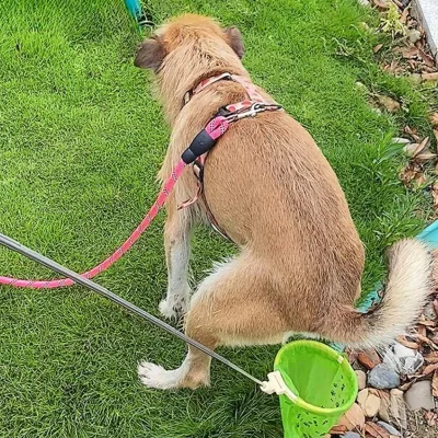 No Bend Pet Waste Scooper Outdoor Dog Poop Collector with Long Handle for Easy Clean up Pet Supplies