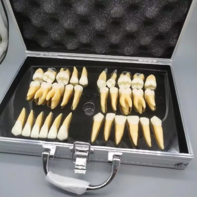 Full Medical 32Pcs Teeth Tooth Adult Full Mouth Model Dental School Dentist Study 2.5 Times