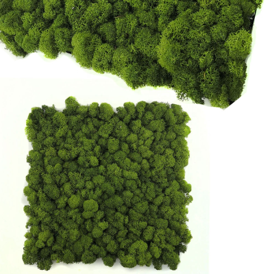 Real Natural Stabilized Moss Reindeer Home Decor DIWALI Christmas Decoration Moss Wall Panel Preserved Reindeer Moss