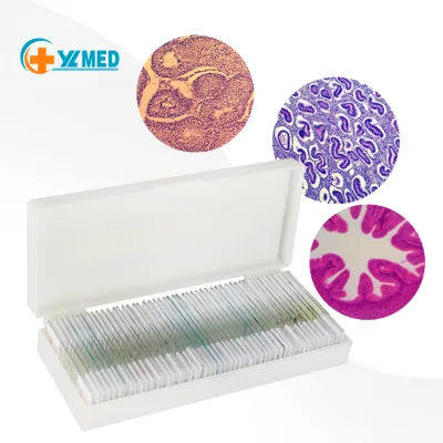 Science Biology Zoology Microscope Siphon Mouth Apparatus Making Teaching Slide Animal Histology Prepared Slides