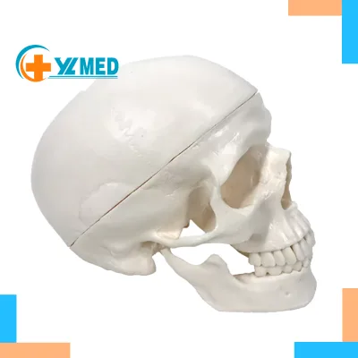 Detachable Human Skull Model Medical Life-size Adult White 8 Brain Sections PVC Material CE ISO Certified YULIN Brand Teaching