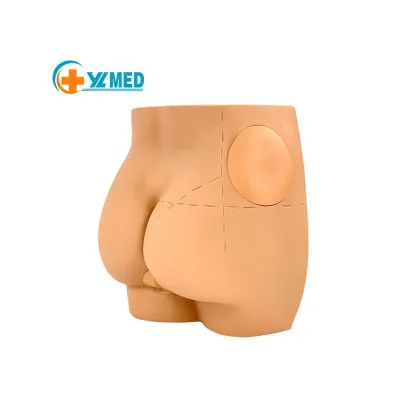 Medical Teaching Intramuscular Injection Simulator Human Anatomy Model for Nursing Students Hip Injection Educational Equipment