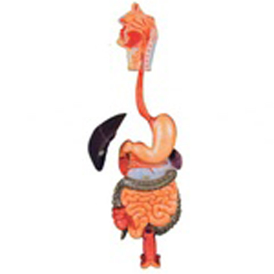 Human Anatomical Digestive System Model