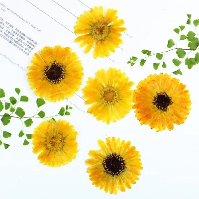 Calendula Plant Specimen True Flower Dried Flower Pressed Flower