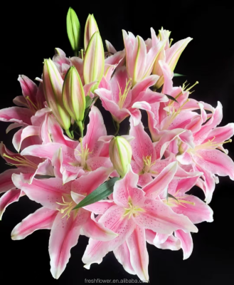 Oriental Lily Flower Fresh Cut Wedding Decoration for Bridal Shop Stall Flowers Wholesale Supply