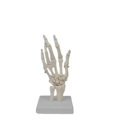 Labeled Joint Model for Vocational Medical Courses, Great for Technical Schools and Internship Training