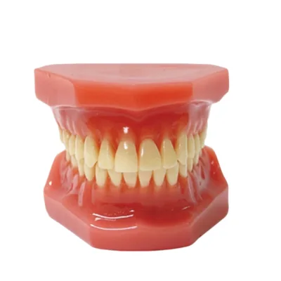 New Design Typodont Model Dental Orthodontic Practice and Study Model