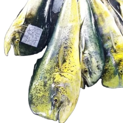 High Quality Frozen Mahi Mahi Fillet