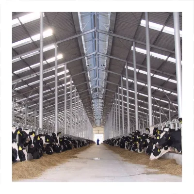Easy Erection Galvanized Dairy Cow Barn Light Prefabricated Steel Structure Cow Shed Customized Poultry House
