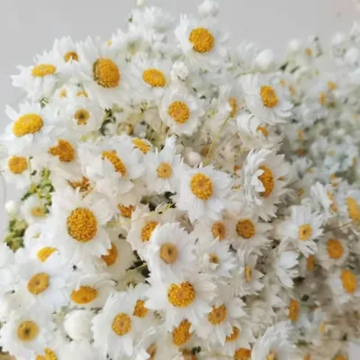 Wholesale Wedding Party Decoration Flower Plantagineum Dried Natural Ammobium Alatm