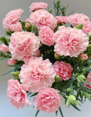 Fresh-cut Carnation Flowers Are Available for Wholesale in Dounan, Kunming, Yunnan Province for Mother's Day