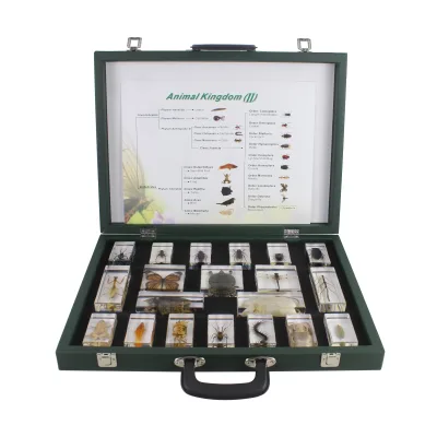 Different Animal Specimen Display Acrylic Educational Toy Block Animal Kingdom (II) Kits for Children