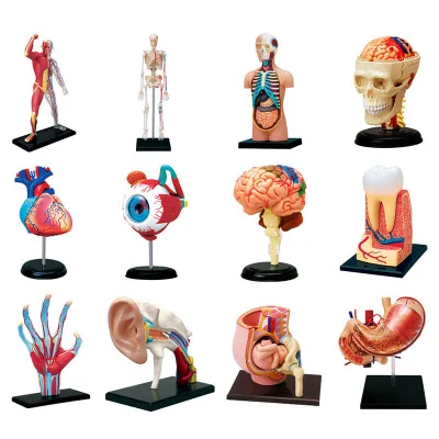 4D Master Human Eye Anatomy Assembling Toy Removable Human Eye Structure Assembly Model DIY Organ Assembly