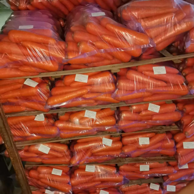 New Crop Clean Carrot Big Size Fresh Carrot 50lbs/Plastic Bag From China