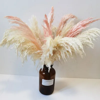 Factory Hot Selling Small Size Dry Pampas Grass Real Natural Fluffy Dried Pampas Grass for Home Decoration