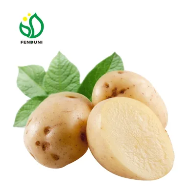 Fresh Potato for Mali 20kg/bag Loosely, with Cheap Price, Wholesale Price