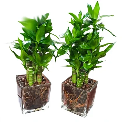 Lotus Bamboo Wenchang Bamboo Water-grown Potted Plants Roots; Easy-to-care-for Hydroponic Greenery Office Desks Evergreen