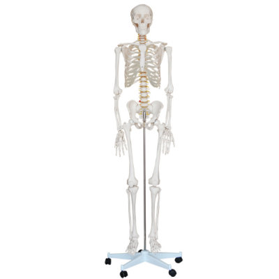 Nursing School Medical Science Adult Plastic Removable Arms and Legs 180cm Life-size Skeleton Teaching Model