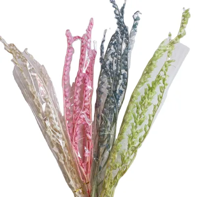 Yunnan Wholesale Preserved Flower Semen Hyoscyami Hyoscyamus Niger Preserved Henbane for Decor