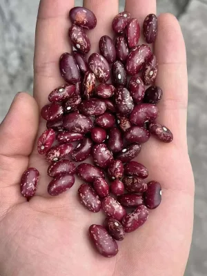 Red Speckled Kidney Beans
