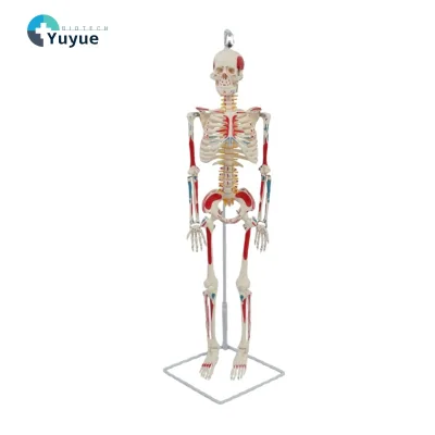 Skeleton Model for Human Anatomy Study Half-Life Size with Spinal Nerves and Muscles Hanging Style Spray-Painted