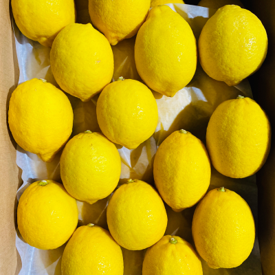 High Quality Fresh Lemon for Exporting