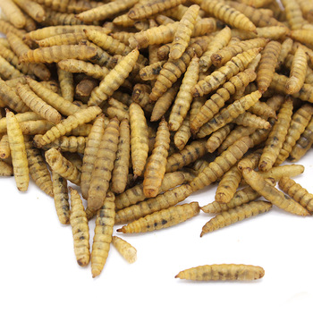 High Protein Dried Black Soldier Fly Turtle Food Bird Food Pet Snacks