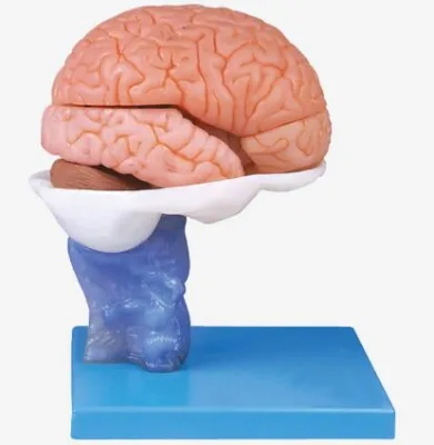 Advanced Educational Model with Human Brain 15 Parts (Soft)-School Teaching High Quality